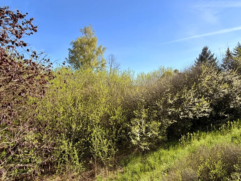 Seltene Gelegenheit! Großzügiges Baugrundstück in ruhiger Toplage von Pressath – Bild 4