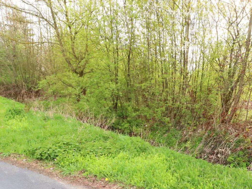 In Dorflage nähe Kemnath! Tolles Baugrundstück mit seitlichem Bachlauf und in Randlage – Bild 4