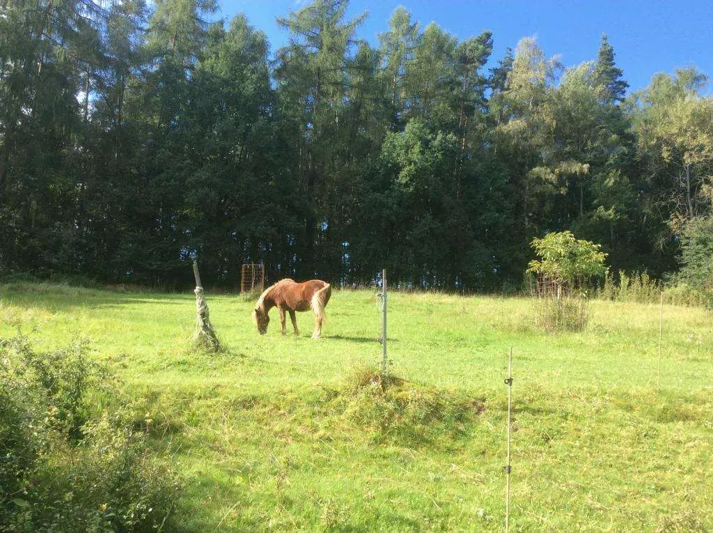 Oase im Grünen! Ansprechendes Wohnhaus mit Offenstall, Dop.-Garage, Solar, PV-Anlage, 9149 m² Gr. – Bild 3